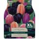 Tulip Cutting Garden (XL Value Pack)