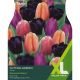 Tulip Cutting Garden (XL Value Range)