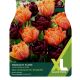 Tulip Midnight Flame (XL Value Pack)