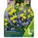 Woodland Walk - Narcissus Tête-à-Tête & Muscari Armeniacum (XL Value Pack)