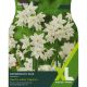 Narcissi Paperwhite Ziva (XL Value Pack)