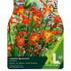 Crocosmia Carmine Brilliant (XL Value Pack)