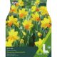 Narcissi Jetfire (XL Value Pack)