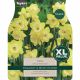 Narcissi Pipit (XL Value Pack)