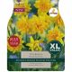 Narcissi Têtê Boucle (XL Value Pack) - Bulb of the Year!