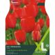 Tulip Red Impression (XL Value Range)