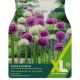 Allium Kings & Queens (XL Value Pack)