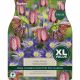 Fairy Walk - Anemone & Fritillaria Combination (XL Value Pack)