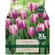 Tulip Flaming Flag (XL Value Pack)
