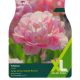 Tulip Finola (XL Value Pack)