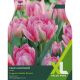Tulip Peach Blossom (XL Value Range)