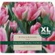 Tulip Peach Blossom (XL Value Pack)