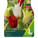 Tulip Joie De Vivre Mix (XL Value Pack)