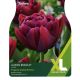 Tulip Alison Bradley (XL Value Pack)