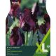 Tulip Black Parrot (XL Value Range)