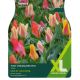 Tulip Tiny Treasures Mix (XL Value Pack)