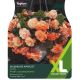 Begonia Splendide Apricot (XL Value Pack)