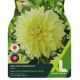 Dahlia Kelvin Floodlight (XL Value Pack)