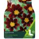 Dahlia Mexican Star (XL Value Pack)