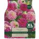 Dahlia Pink Fusion (XL Value Pack)