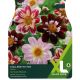 Dahlia Collerette Mixed (XL Value Pack)
