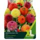 Dahlia Pompon & Ball Mixed (XL Value Pack)