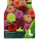 Dahlia Decorative Mixed (XL Value Pack)