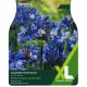 Agapanthus Blue (XL Value Pack)