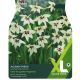 Gladiolus Callianthus (Acidanthera) (XL Value Pack)