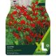 Crocosmia Lucifer (XL Value Pack)