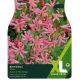 Nerine Bowdenii (XL Value Pack)