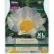 Paeonia Krinkled White (XL Value Pack)