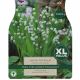 Lily Of The Valley - Convallaria Majalis (XL Value Pack)