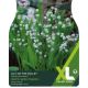 Lily Of The Valley (Convallaria Majalis) (XL Value Pack)