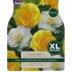 Begonia Lemon Sorbet (XL Value Pack)