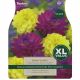 Dahlia Sunny Ladies (XL Value Pack)