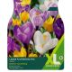 Crocus Large Flowering Mixed (XL Value Pack)