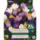 Crocus Large Flowering Mixed (XL Value Pack)