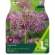 Allium Cristophii (XL Value Pack)