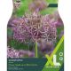 Allium Cristophii (XL Value Pack)