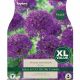 Allium Purple Sensation (XL Value Pack)