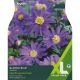 Anemone Blanda Blue (XL Value Pack)