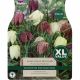 Fritillaria Meleagris (XL Value Pack)