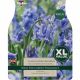 English Grown Bluebells - Hyacinthoides Non-Scripta (XL Value Pack)