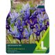Iris Reticulata Mixed (XL Value Pack)