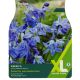 Scilla Siberica (XL Value Pack)