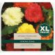 Begonia Prima Donna Mixed (XL Value Pack)