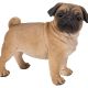 Real Life Standing Pug