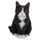 Real Life Sitting Black & White Cat