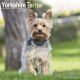 Yorkshire Terrier 2024 Wall Calendar